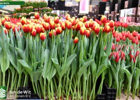 Tulipa Sante ® (1)